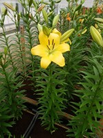 [4075 Malesco VH No01.JPG]